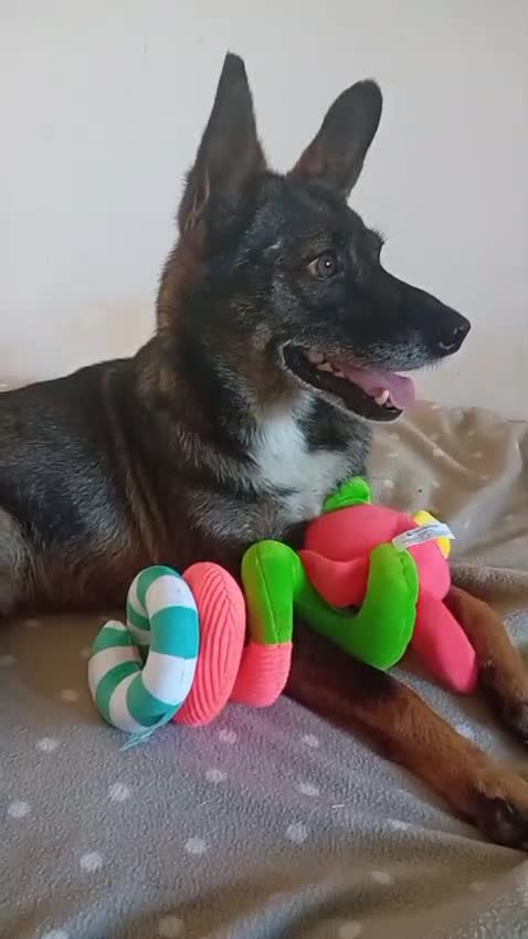 Mixed Breed dogs for adoption: 🐾 SCOUT - The Dog Who Refused to Give Up ❤️ - Video 1