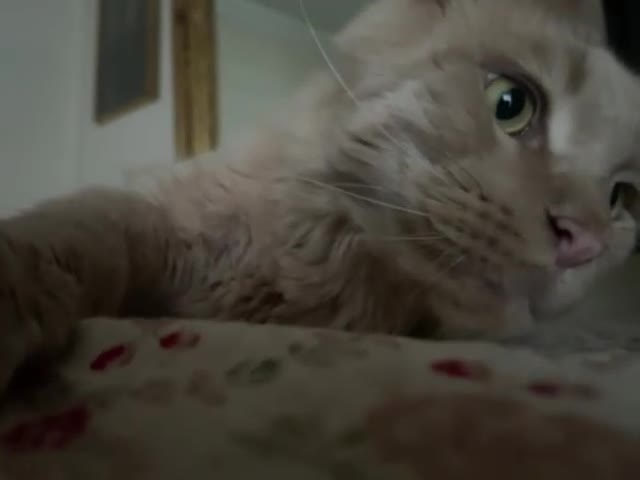 Maine Coon cats for sale: Cat for sale - Video 1