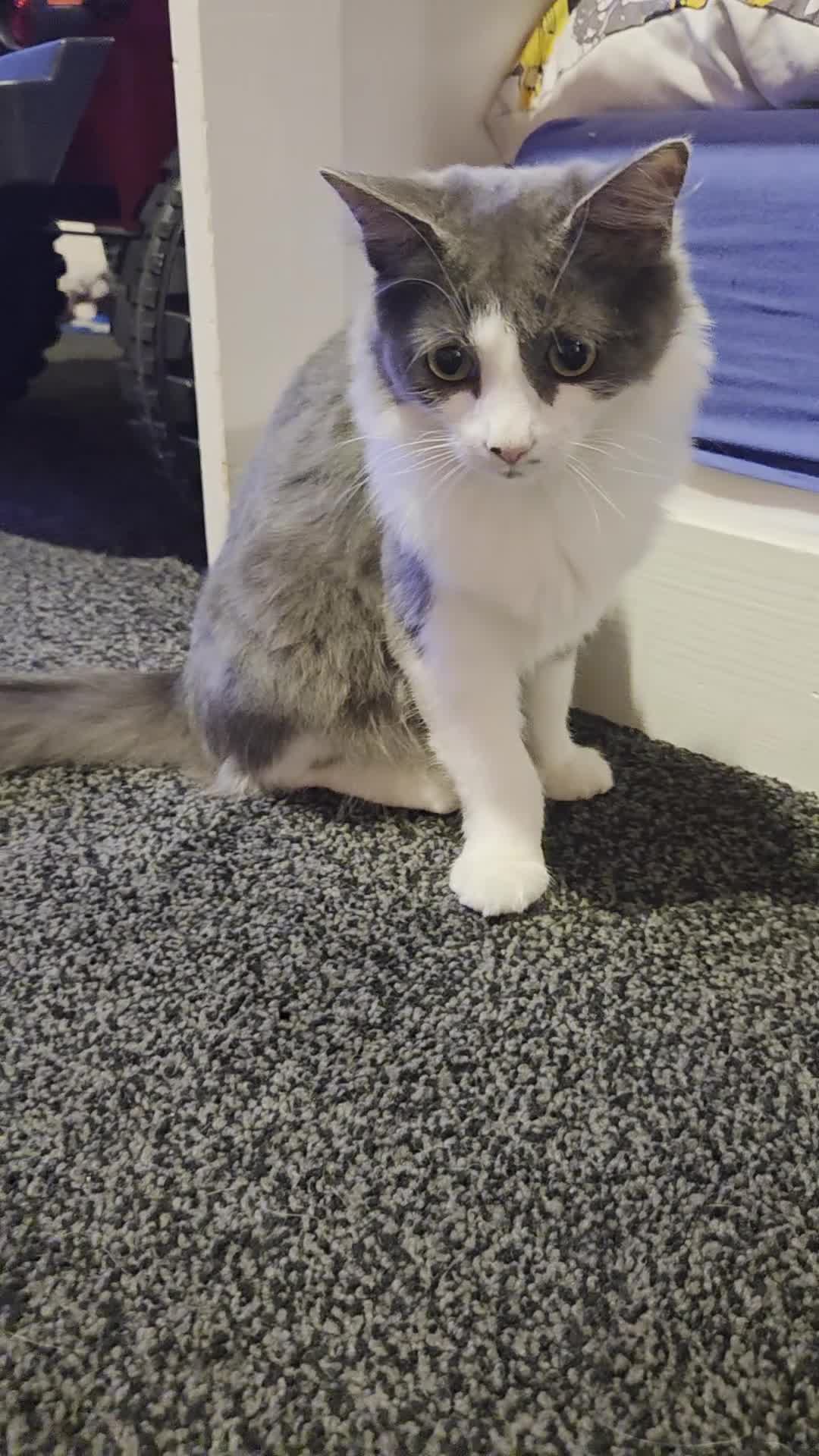 Mixed Breed cats for sale: Tilly  - Video 1