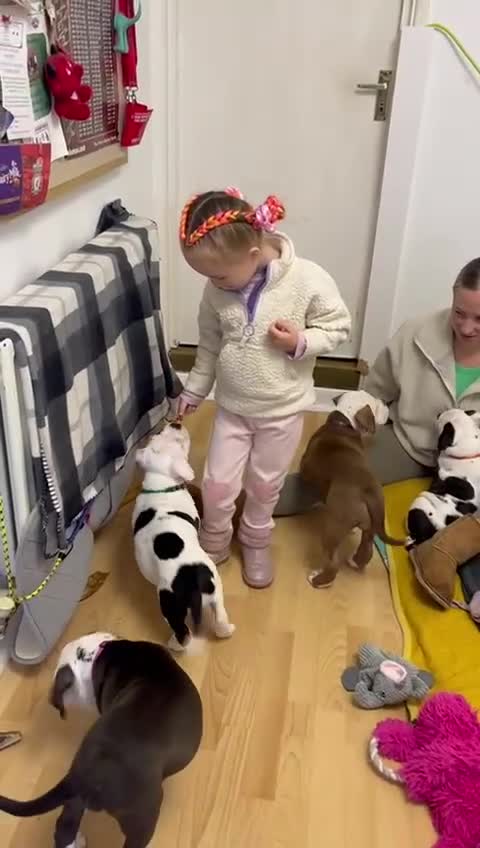 Old Tyme Bulldog dogs for sale: 🩷🩷Old Tyme Bulldog Puppies🩷🩷 - Video 1