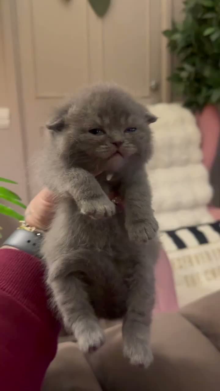 British Shorthair cats for sale: Outstanding Kittens Ready Before  ** 😻🐾🏆🥇 - Video 4