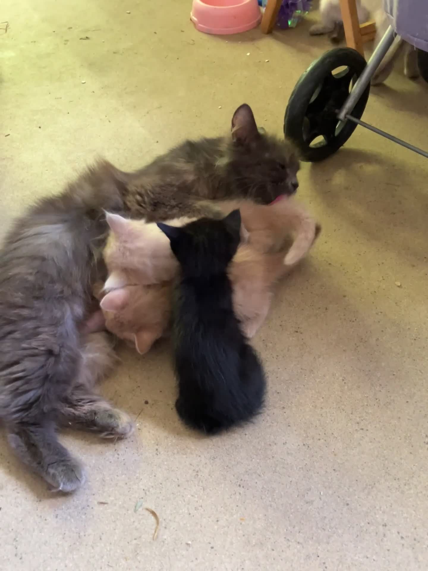 Mixed Breed cats for sale: Gorgeous ragdoll cross kittens  - Video 1