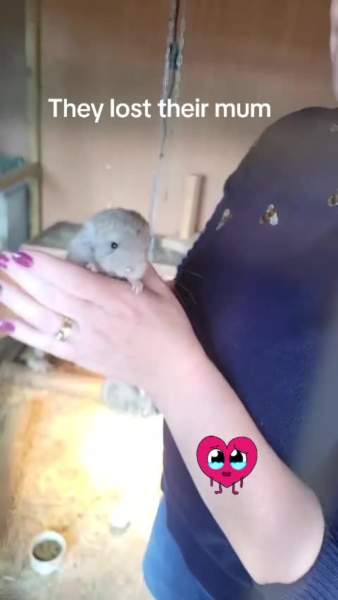 Chinchilla rodents for sale: Chinchillas ready for new homes - Video 1