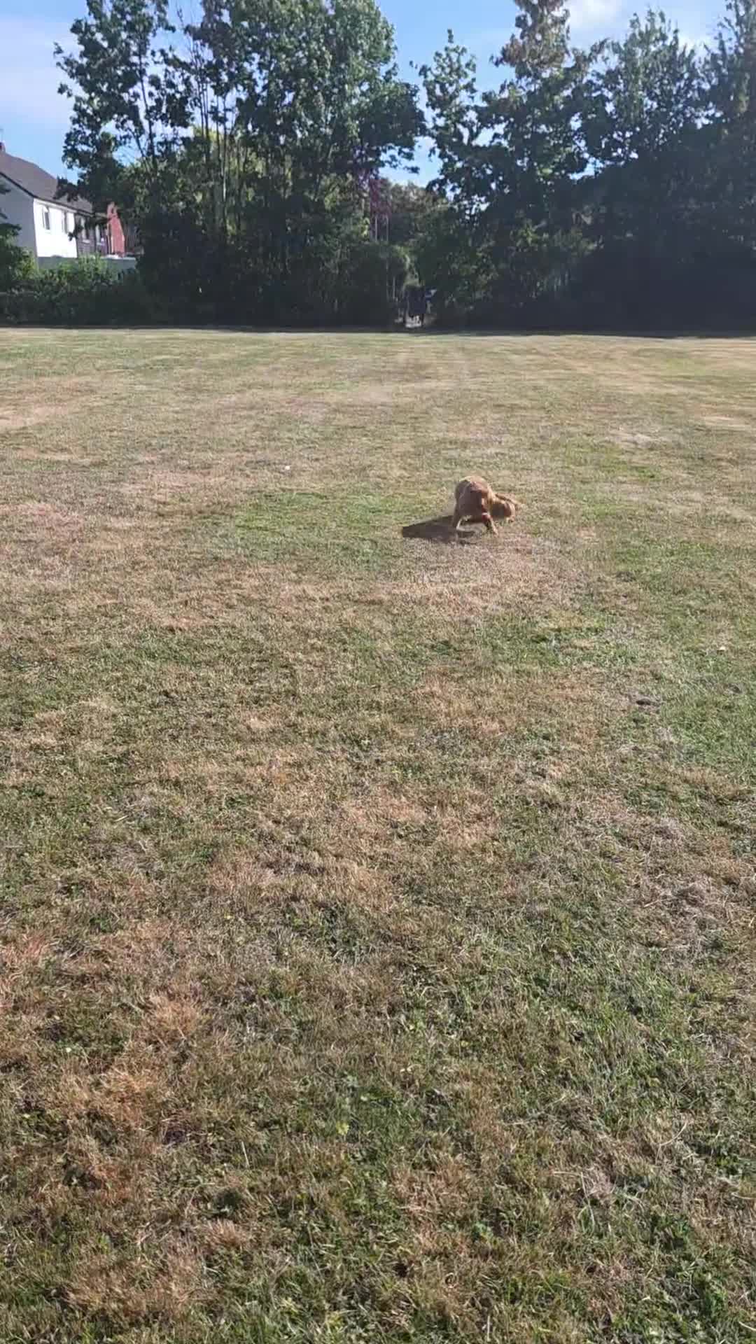Cavapoo dogs for stud: For Stud. Teddy 1 year old Cavapoo - Video 1