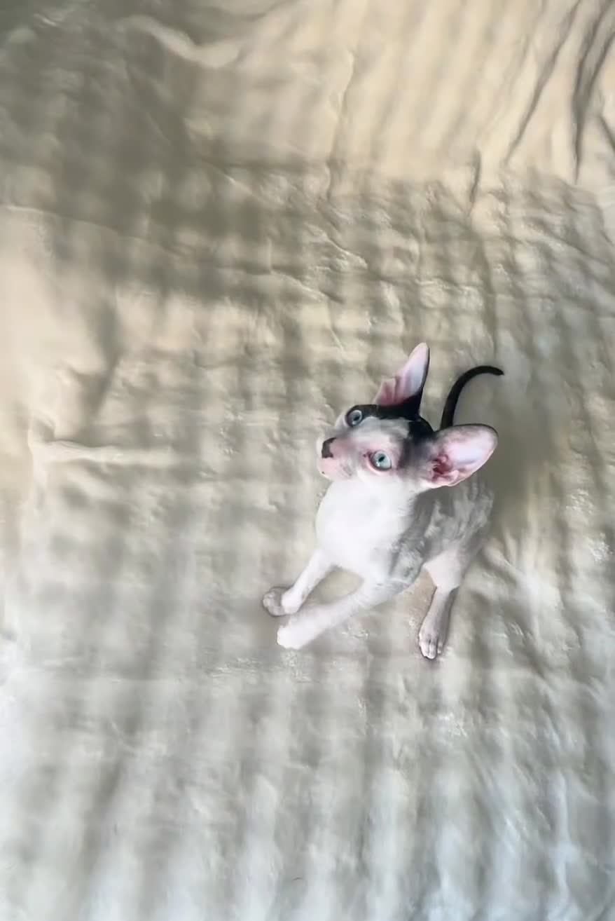 Cornish Rex cats for sale: Cornish Rex Kittens – Ready for Loving Homes - Video 3