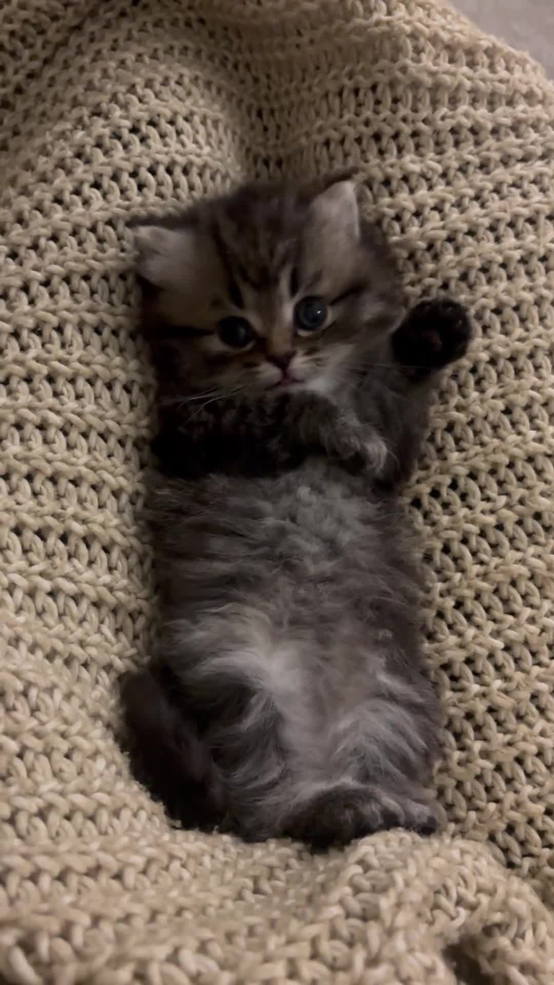 Persian cats for sale: Stunning fluffy purebred Persian kittens   - Video 1