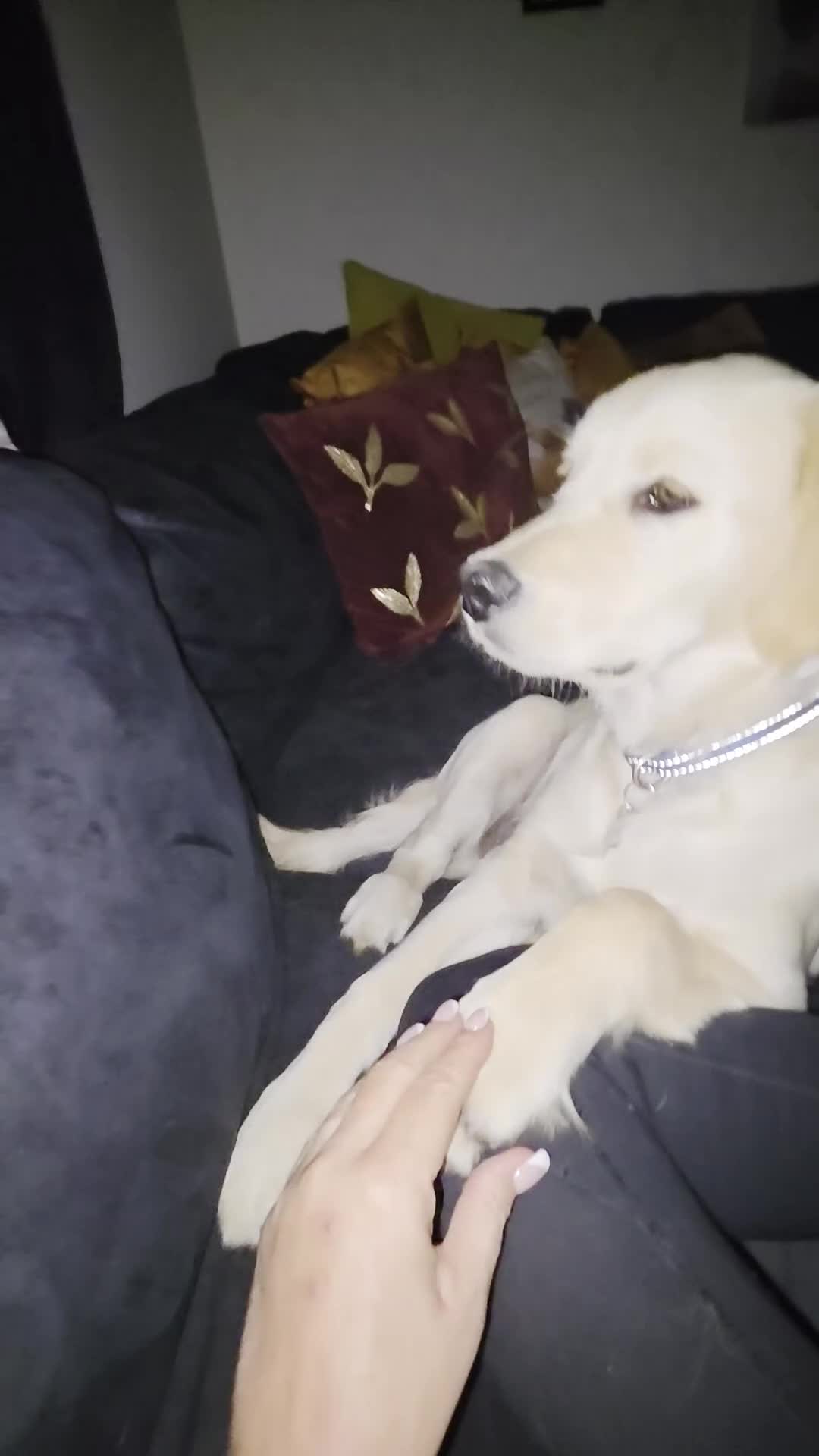 Golden Retriever dogs for sale: Gorgeous baby for re homing in Warrington - Video 1