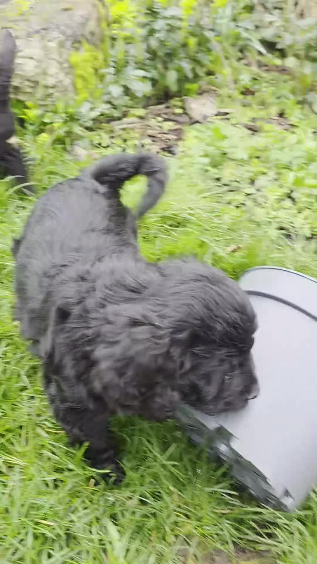 Goldendoodle dogs for sale: Outstanding F1 Goldendoodle Puppies - Video 3