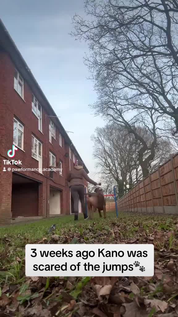 Cane Corso dogs for stud: 🔥Exceptional Formentino Cane Corso For Stud!🔥 in Waltham Abbey - Video 2