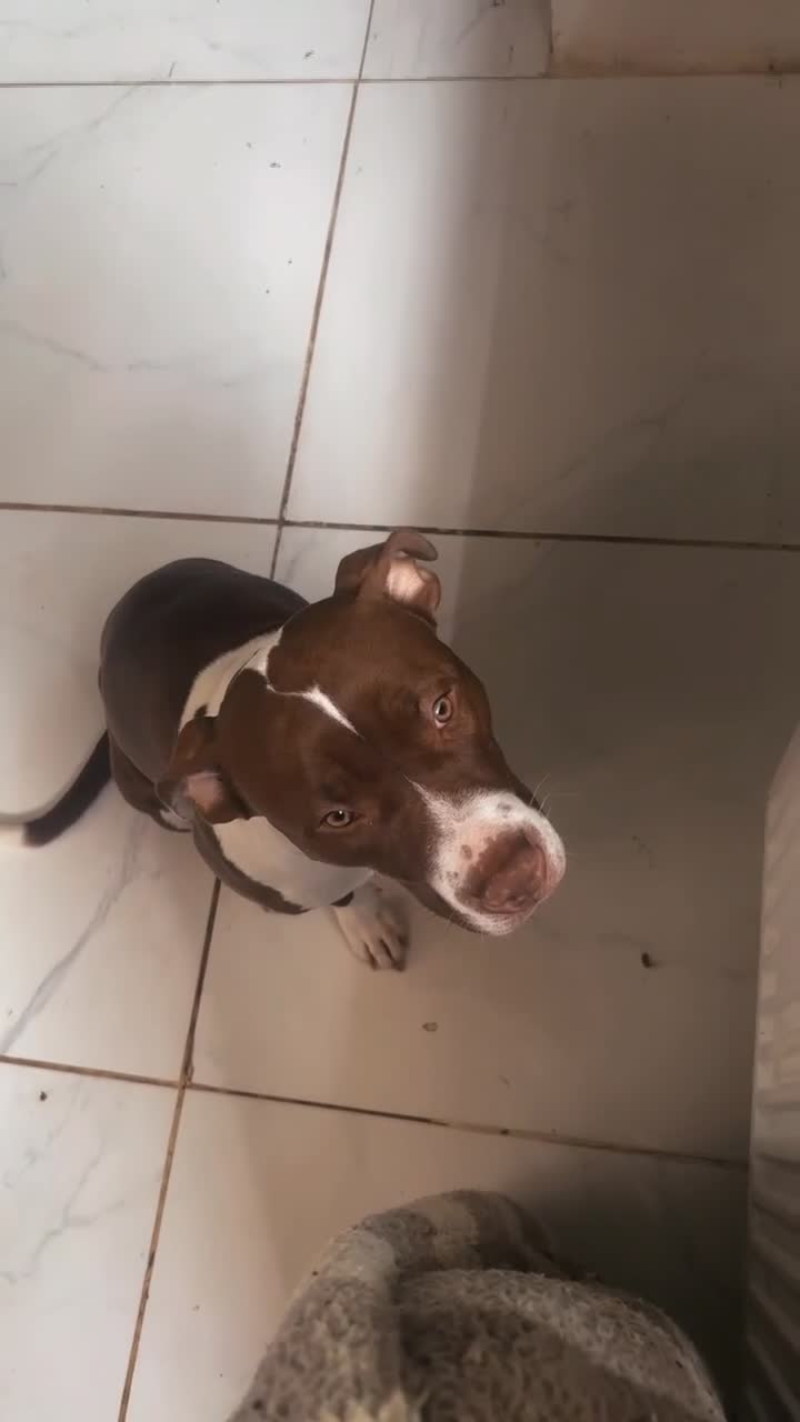 American Bully dogs for sale: Blaze  - Video 4