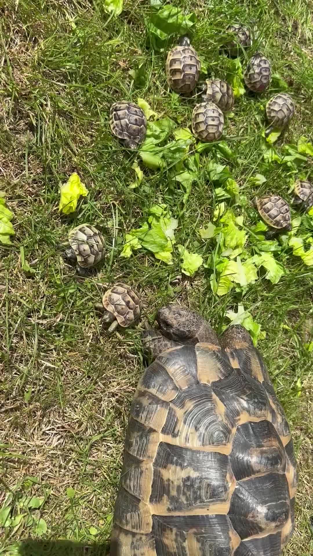 Tortoise reptiles for sale: Only 1 Babi left !! - Video 4