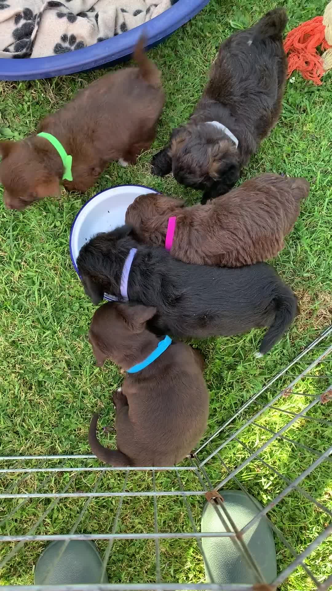 Mixed Breed dogs for sale: Cockerjackapoo in Neath - Video 1