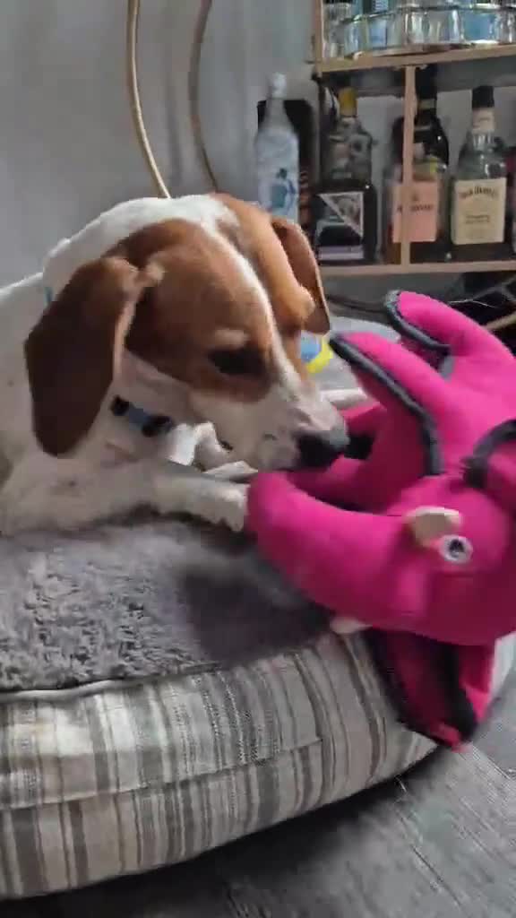 Beagle dogs for adoption: DOUG – 2 years old, Male, Beagle Boy - Video 1