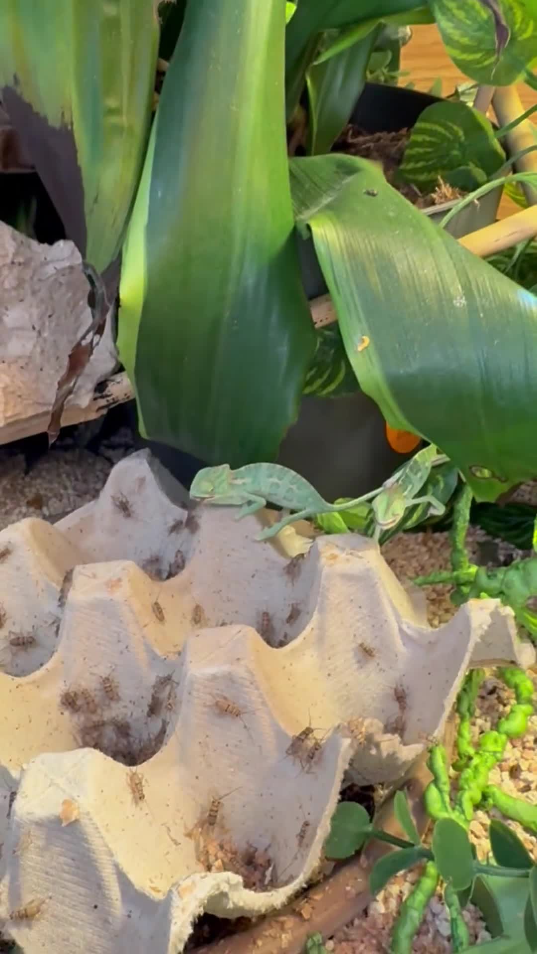 Chameleon reptiles for sale: 🦎 Baby veiled chameleons 🦎  - Video 1