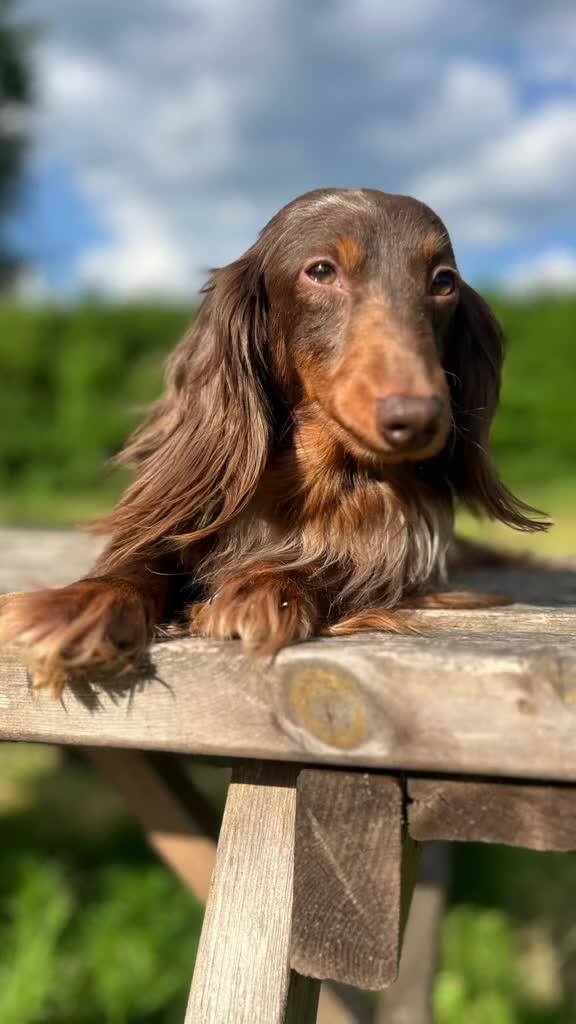 Miniature Dachshund dogs for stud: Long & Short Haired Studs – Mobile Available in Oldham - Video 2