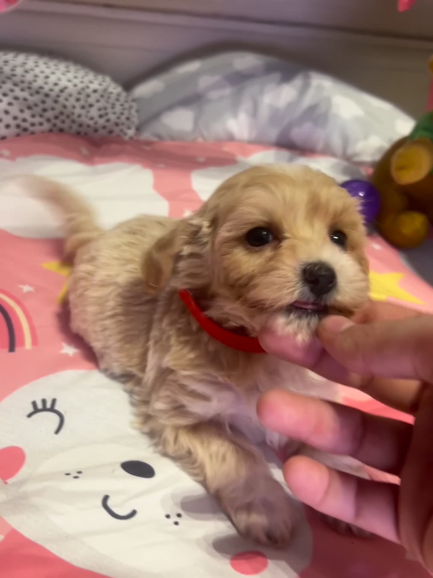 Maltipoo dogs for sale: ❤️Gorgeous F1 Maltipoo❤️ in Dagenham - Video 2