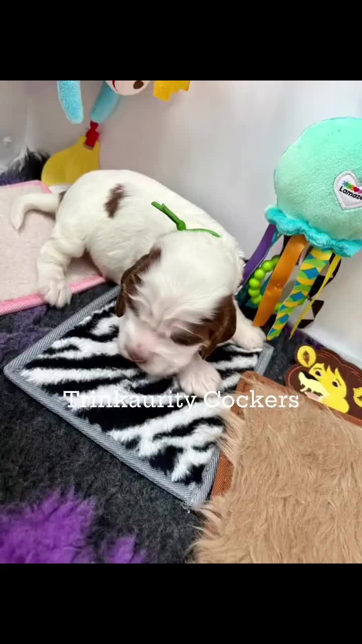Cocker Spaniel dogs for sale: KC Reg; Home Raised; Low COI; DNA CLEAR; Show Type - Video 5