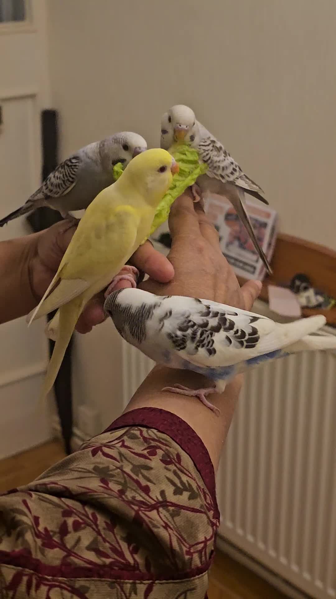 Budgerigars birds for sale: Handreared, semitamed, tamed budgies  - Video 1