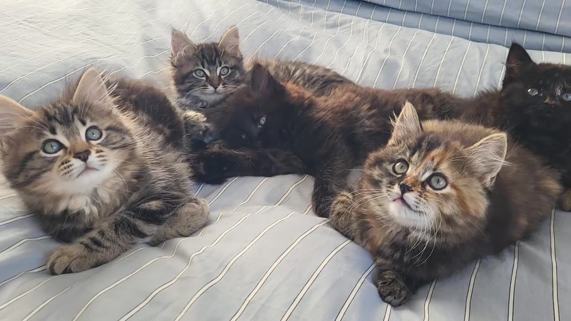 Maine Coon cats for sale: 5 Gorgeous Kittens Maine Coon Tabby Mix - Video 1