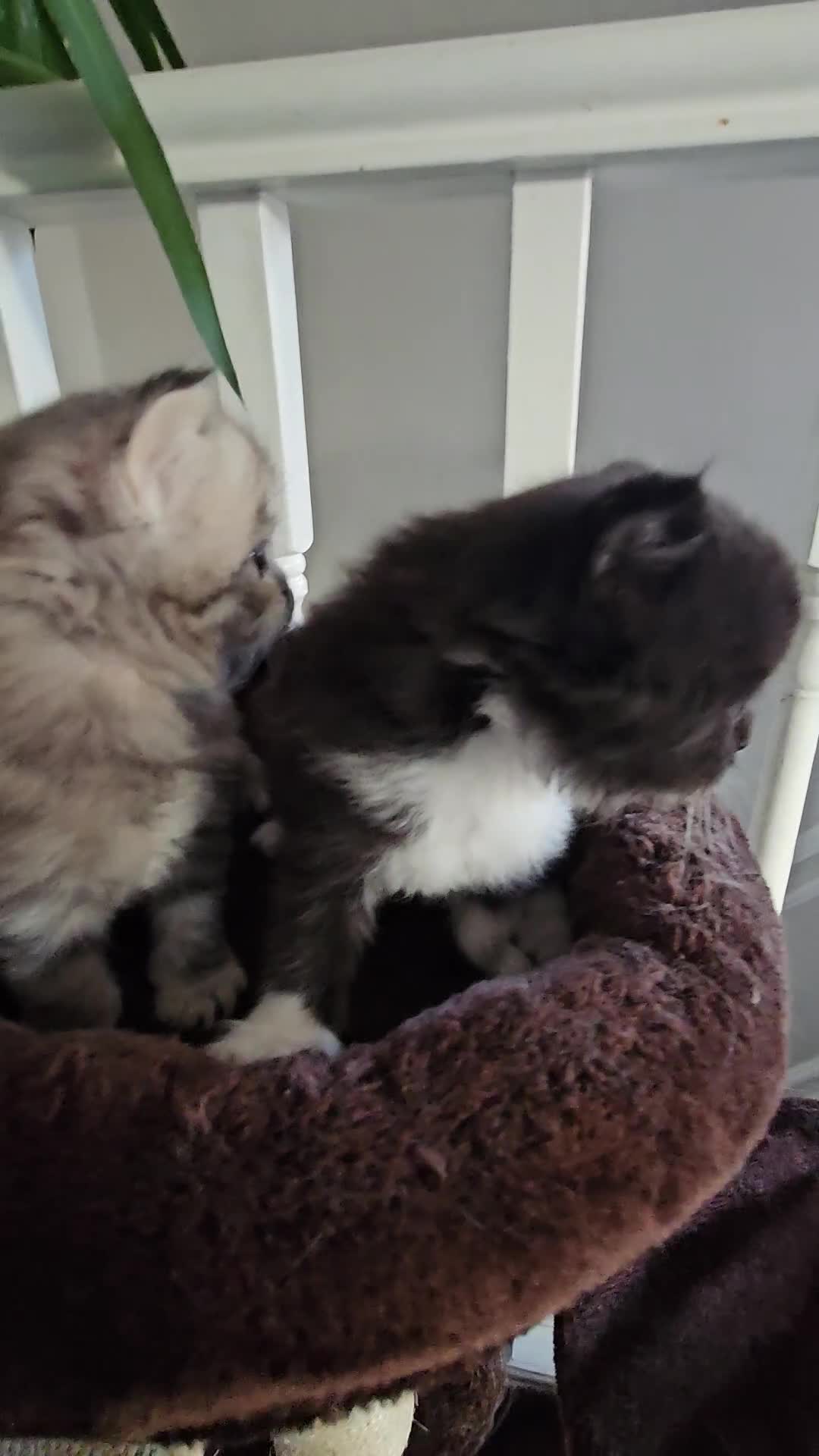 Mixed Breed cats for sale: Adorable Fluffy Chunky Kittens - Video 1