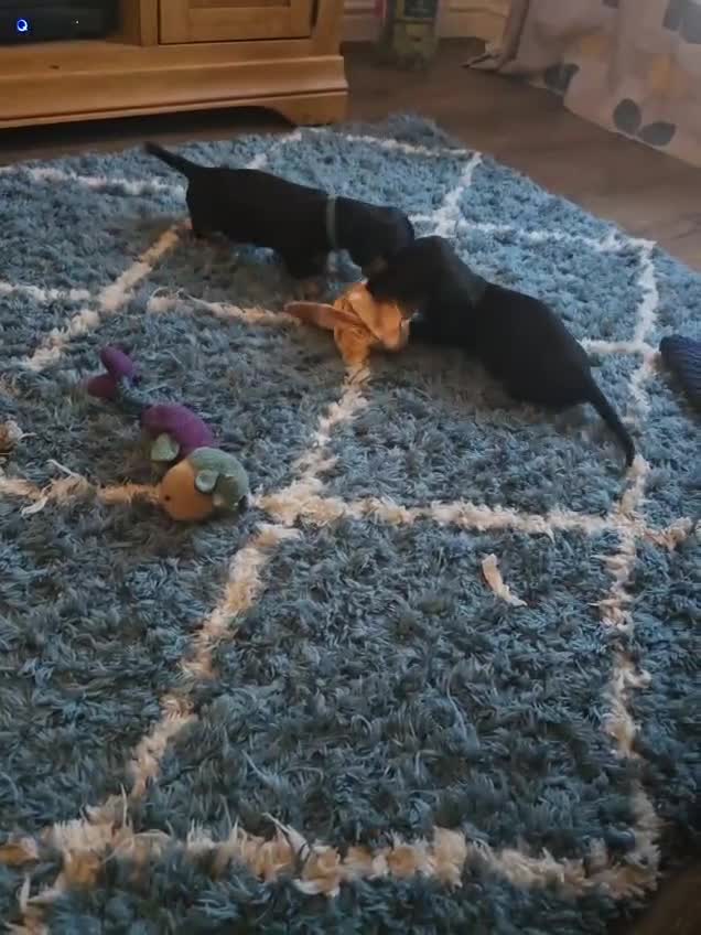 Miniature Dachshund dogs for sale: **ready now* KC registered mini Dachshund puppy - Video 1