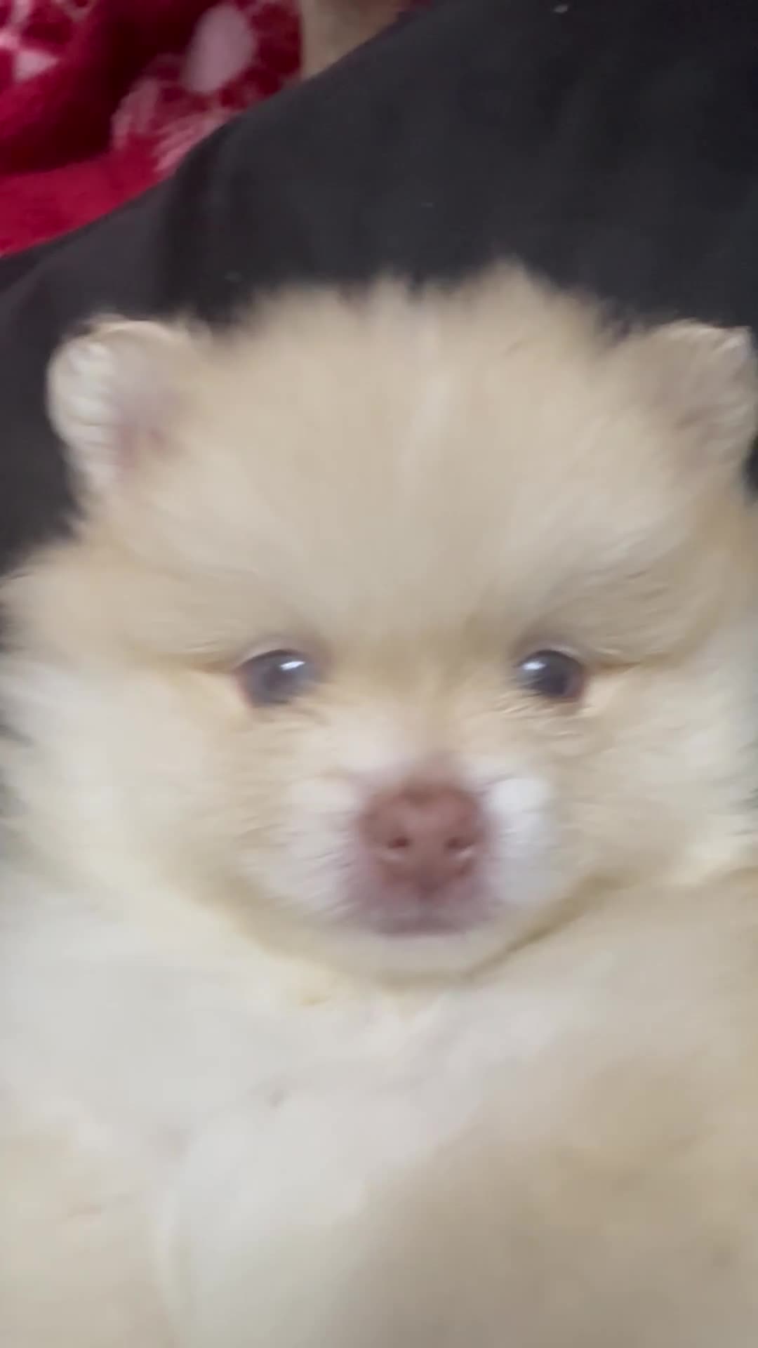 Pomeranian dogs for sale: Blue eye boy and Tiny golden girl poms ready now  - Video 2