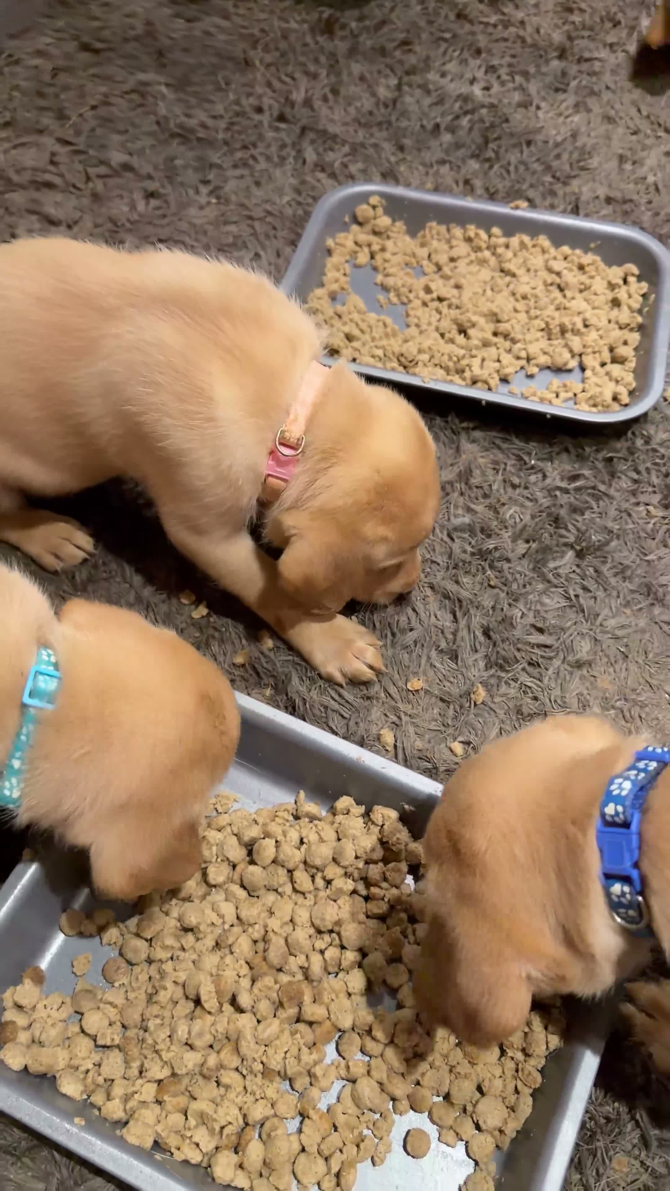 Labrador Retriever dogs for sale: Working fox Red/yellow Labradors - Video 2