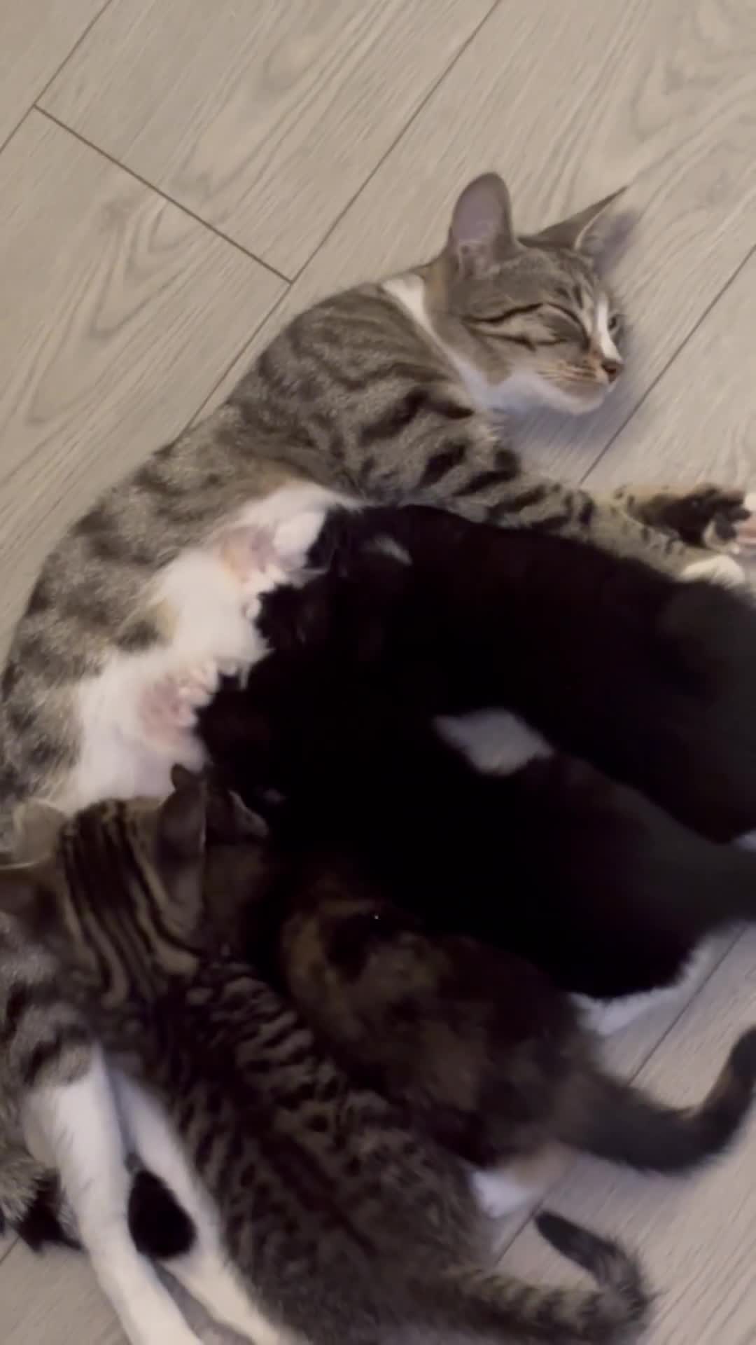 Domestic Shorthair cats for sale: Healthy 12-Week-Old Kittens — (Wormed, Ready Now!) - Video 2