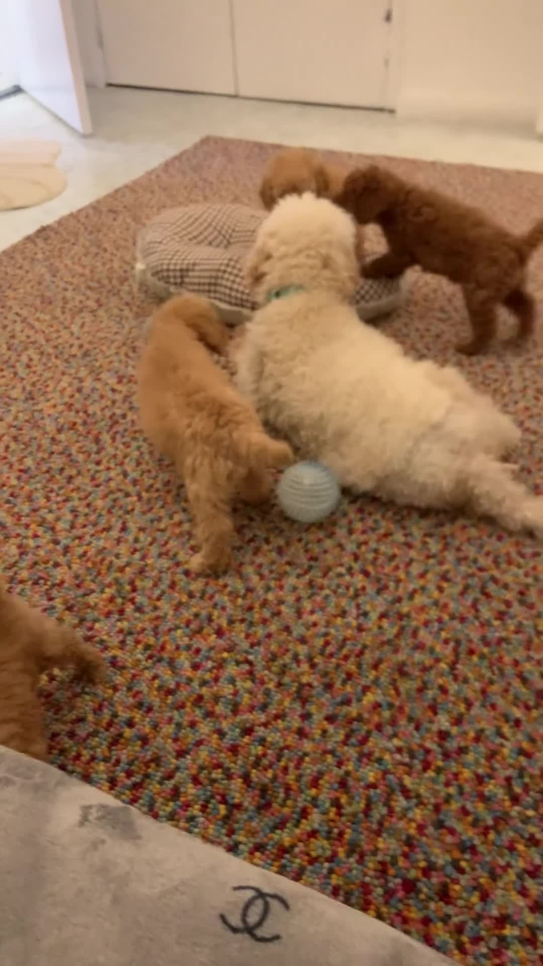 Poochon dogs for sale: Poochon puppies  - Video 1