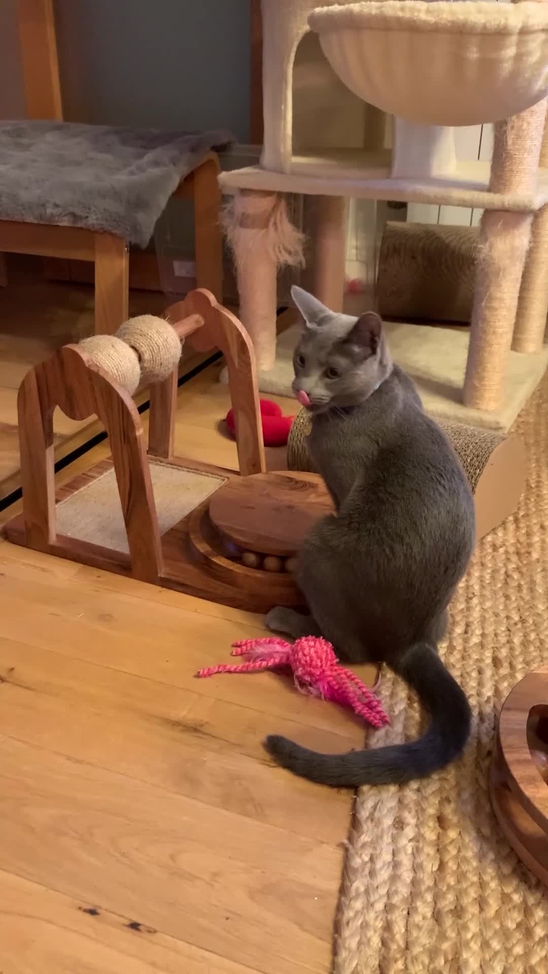 Russian Blue cats for sale: Ocean – Gentle Young Russian Blue w/ Emerald Eyes - Video 1