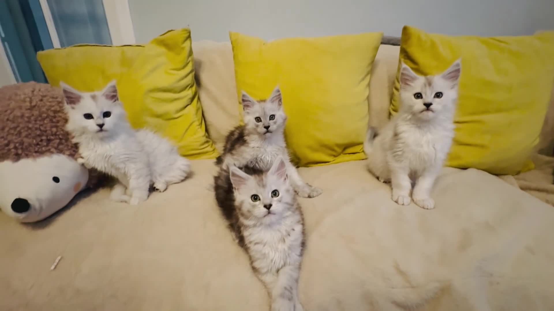 Maine Coon cats for sale: Gorgeous Shaded Pedigree Maine Coon Kittens - Video 2