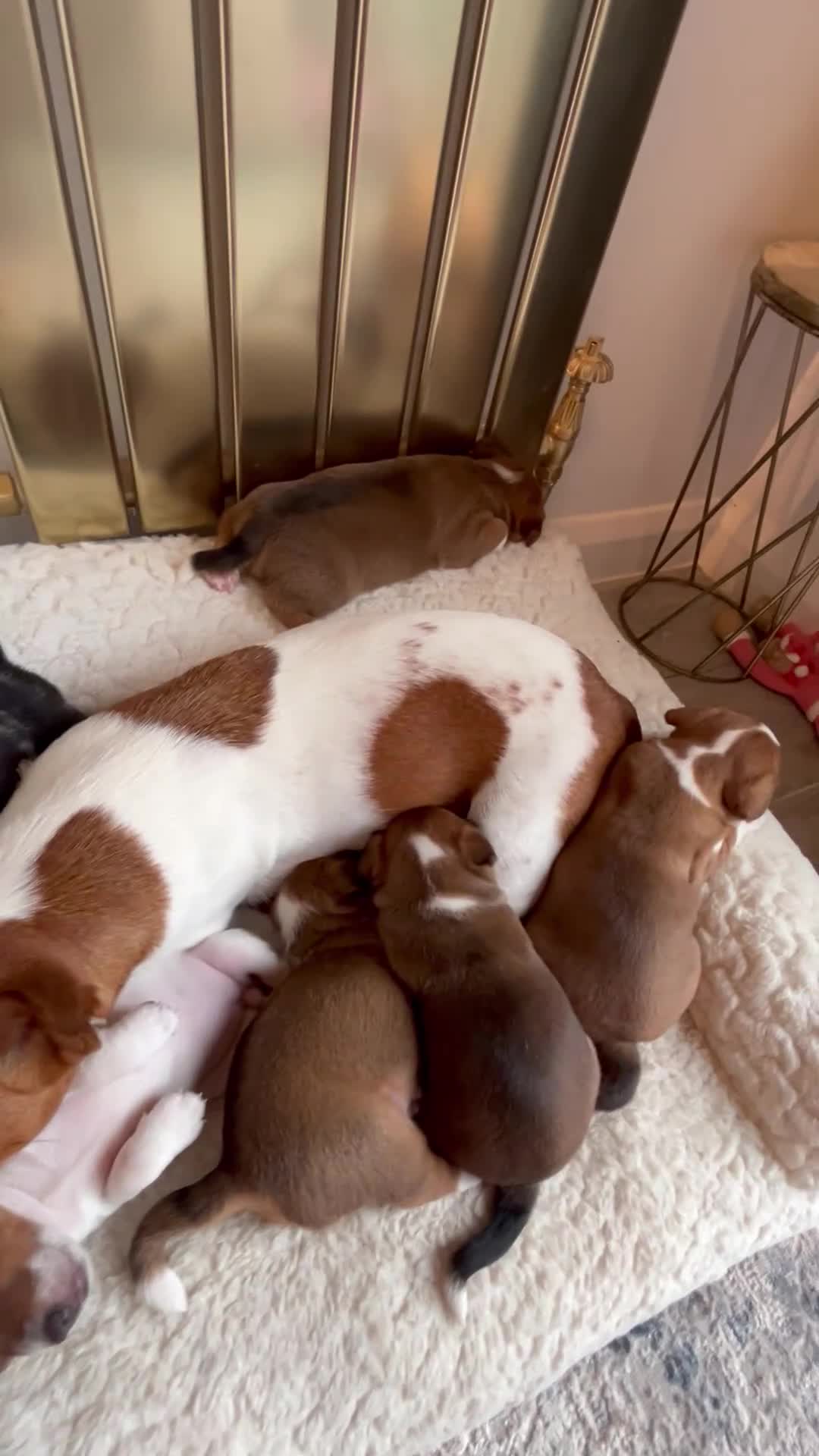 Jack Russell dogs for sale: *** 5 stunning puppies available *** - Video 4