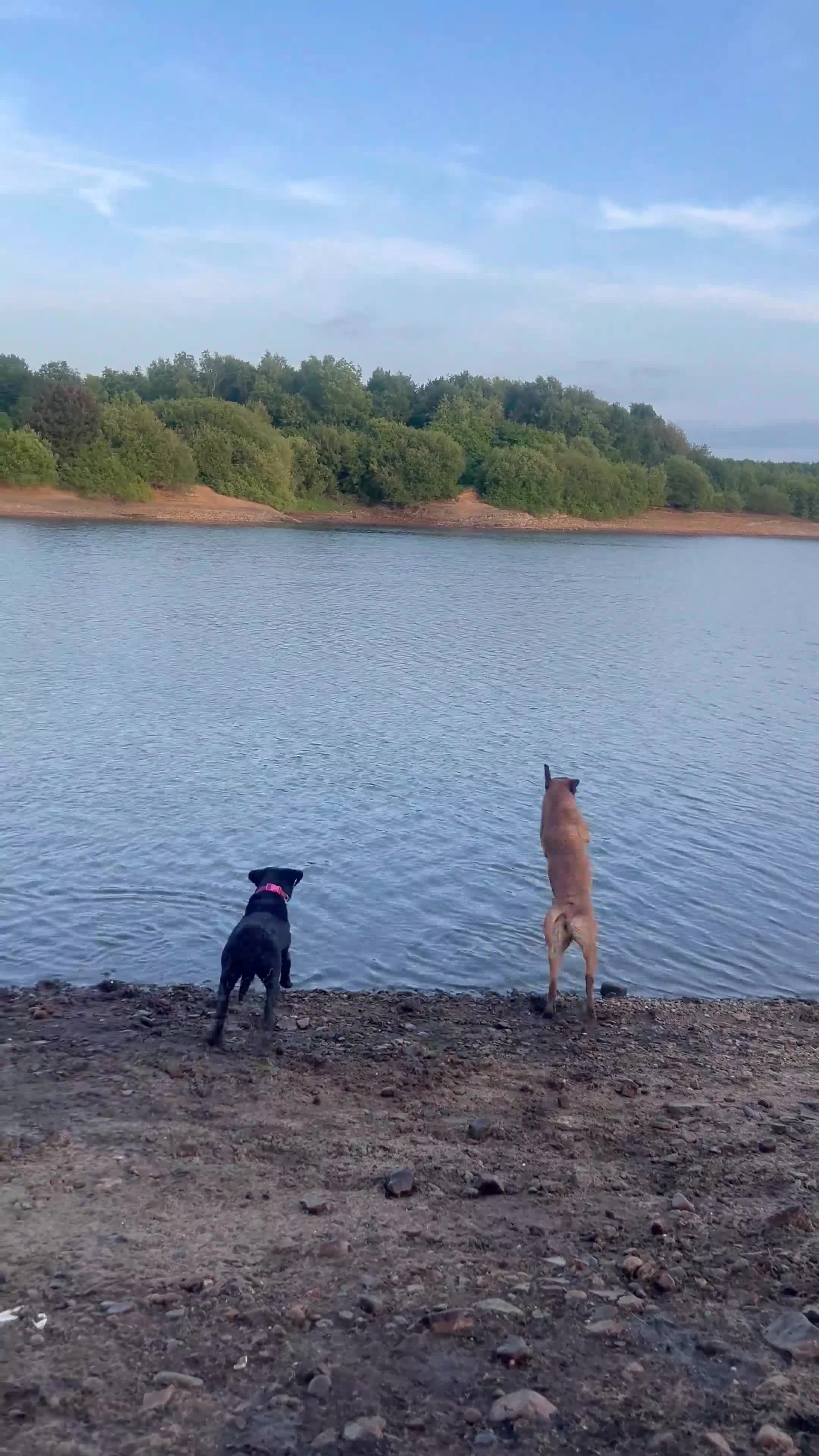 Labrador Retriever dogs for sale: Red fox Labrador  - Video 1