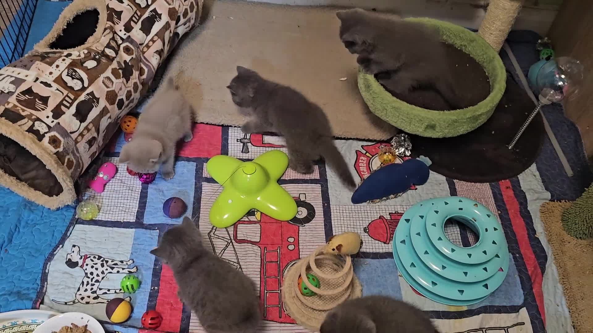 British Shorthair cats for sale: Purebred  British shorthair kittens  - Video 1