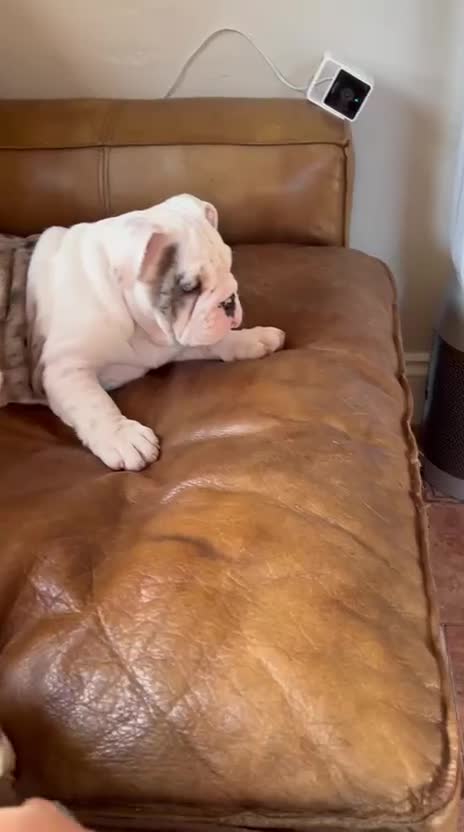 English Bulldog dogs for sale: Top Quality Girls - Available today - Video 4