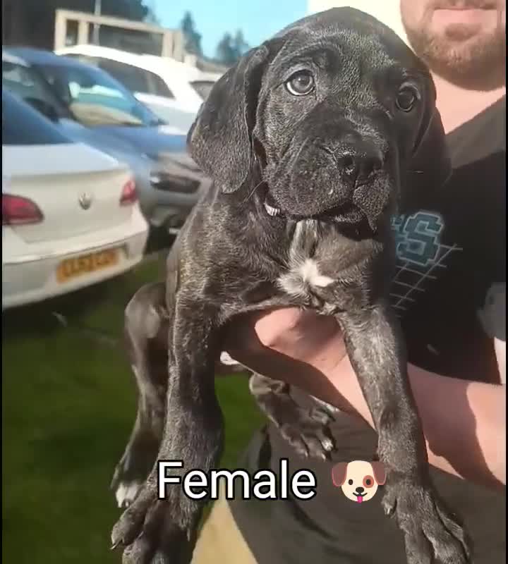 Mixed Breed dogs for sale: Bandogge x Cane Corso/Boerboel - Video 1