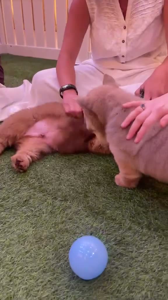 Chow Chow dogs for sale: Chow chow puppies  in Redhill - Video 1