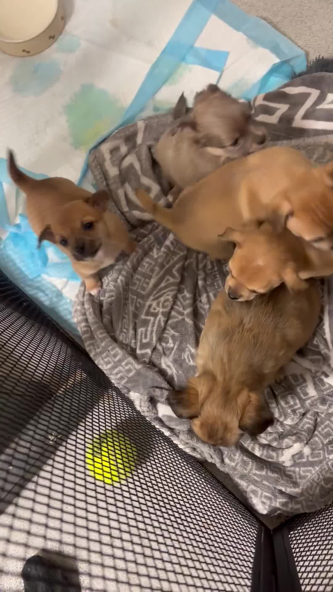 Chihuahua dogs for sale: Beautiful litter of chihuahua puppies - Video 2