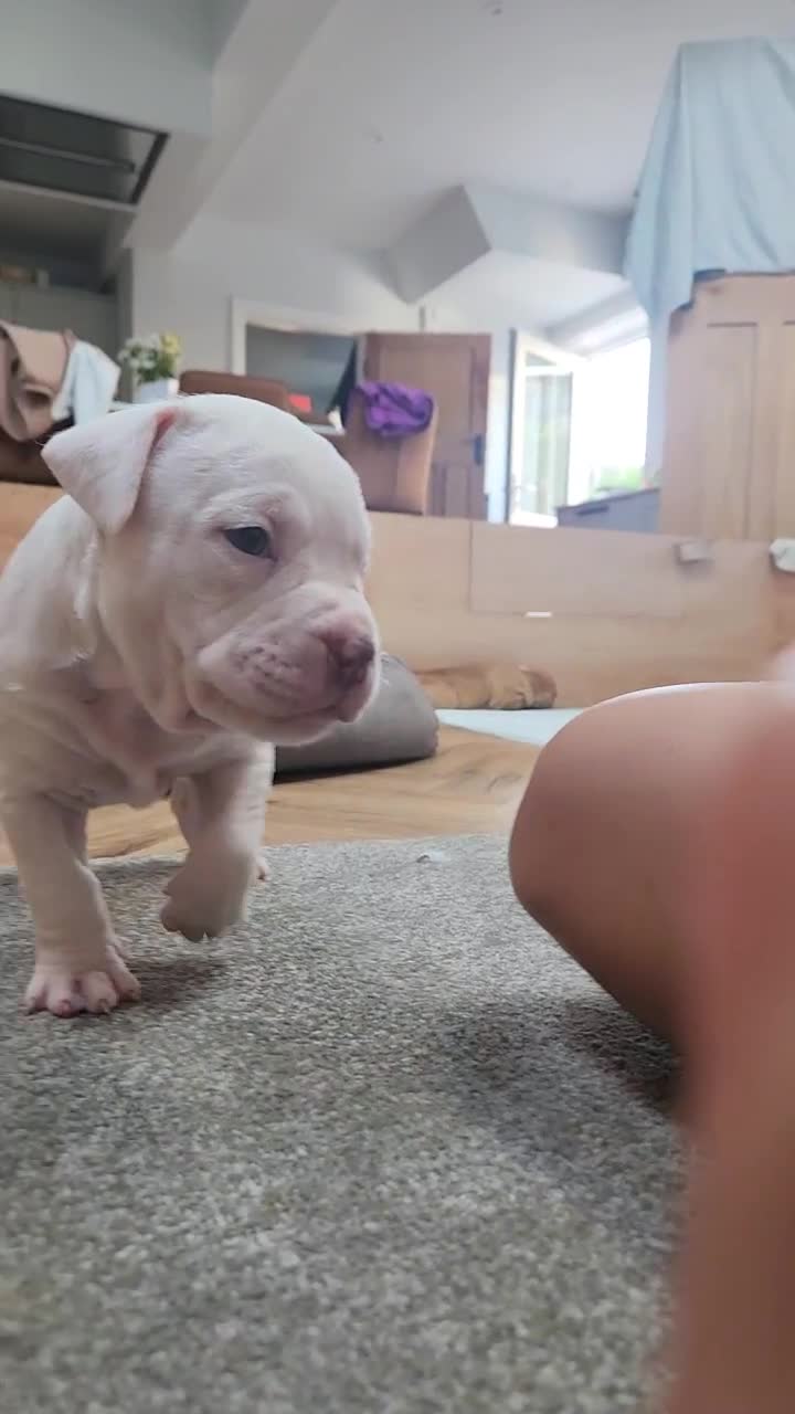 American Bull Staffy dogs for sale: American Staffordshire Bull Terriers - Video 2