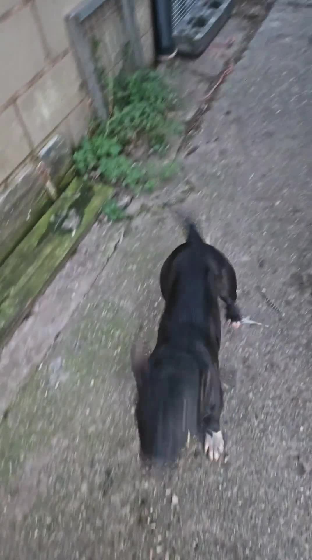 Mixed Breed dogs for sale: Lakeland bulls or bull lakelands  - Video 1