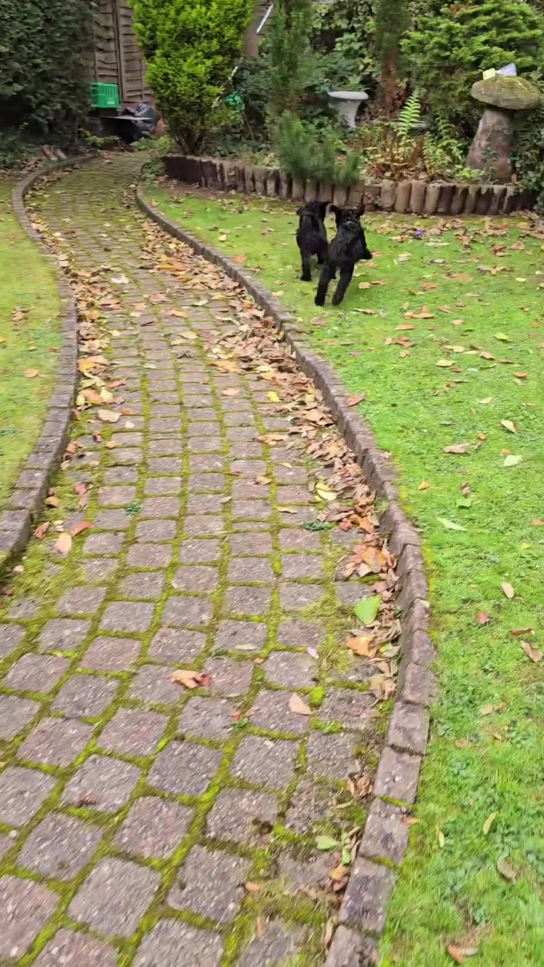 Double Doodle dogs for sale: Just two girls left. Looking for forever homes - Video 1