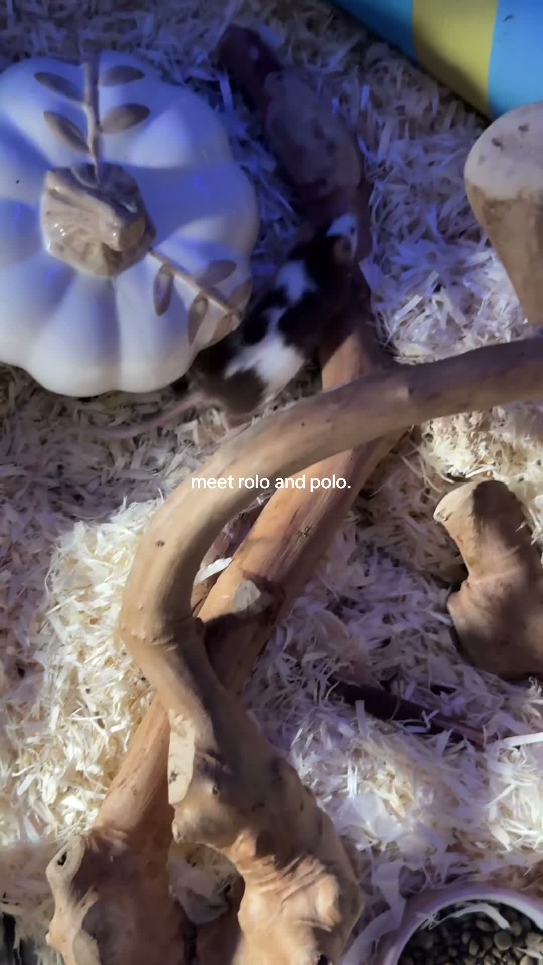 Mouse rodents for sale: two male mice  - Video 2