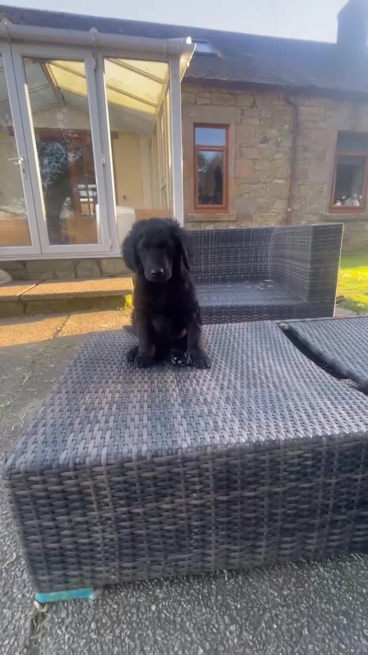Goldendoodle dogs for sale: Stunning Goldendoodle Puppies - Video 1