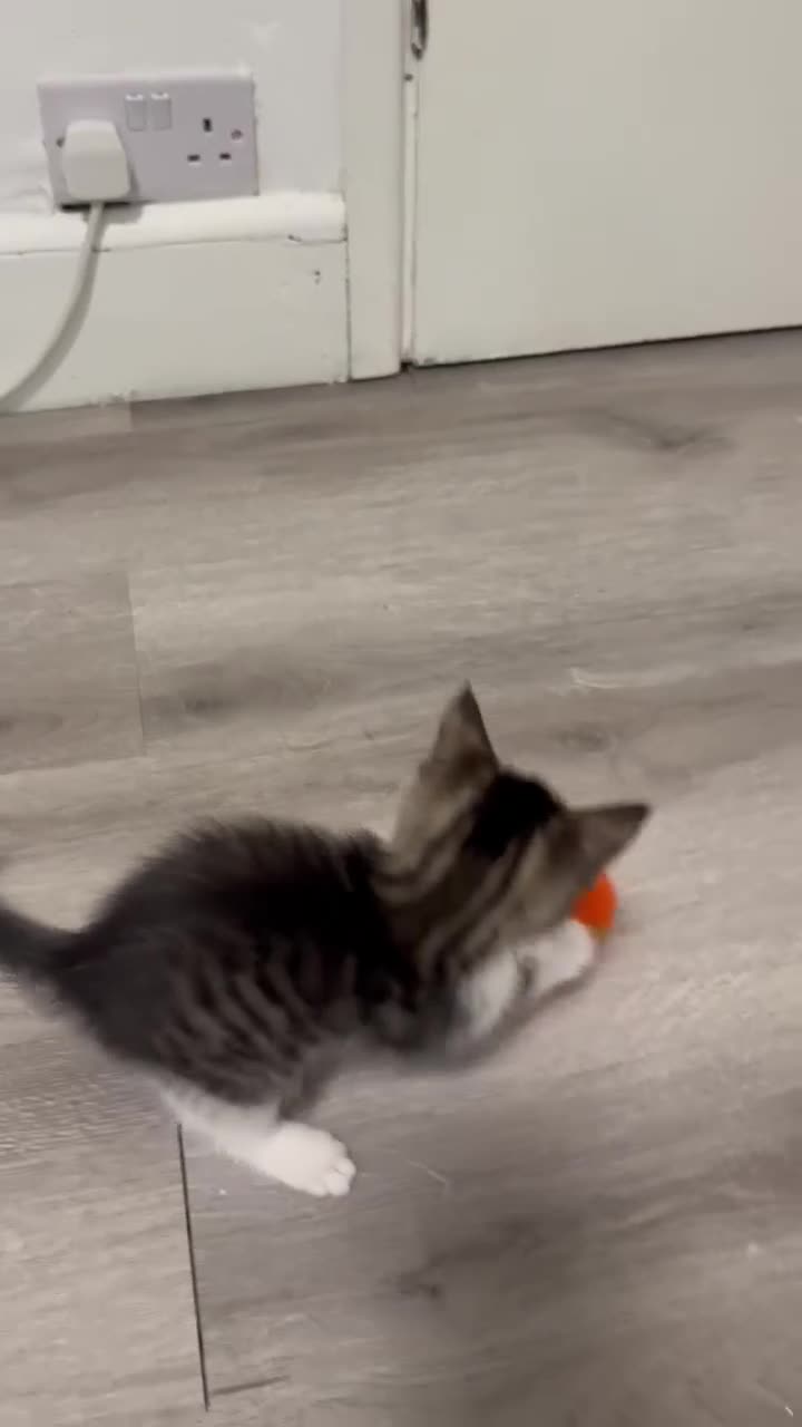 Mixed Breed cats for sale: Mixed-Breed Kittens.Ready for Their New Family - Video 2