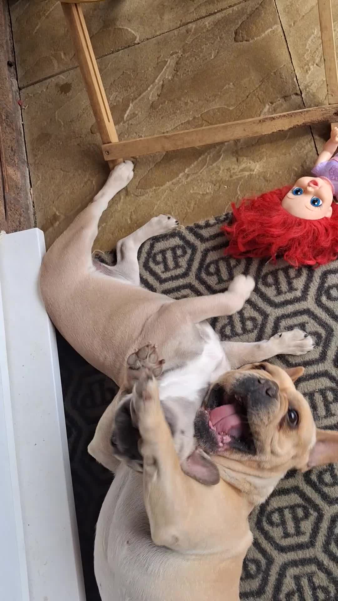 French Bulldog dogs for sale: Reduced £1000 1 Beautiful French Bulldog - Video 1