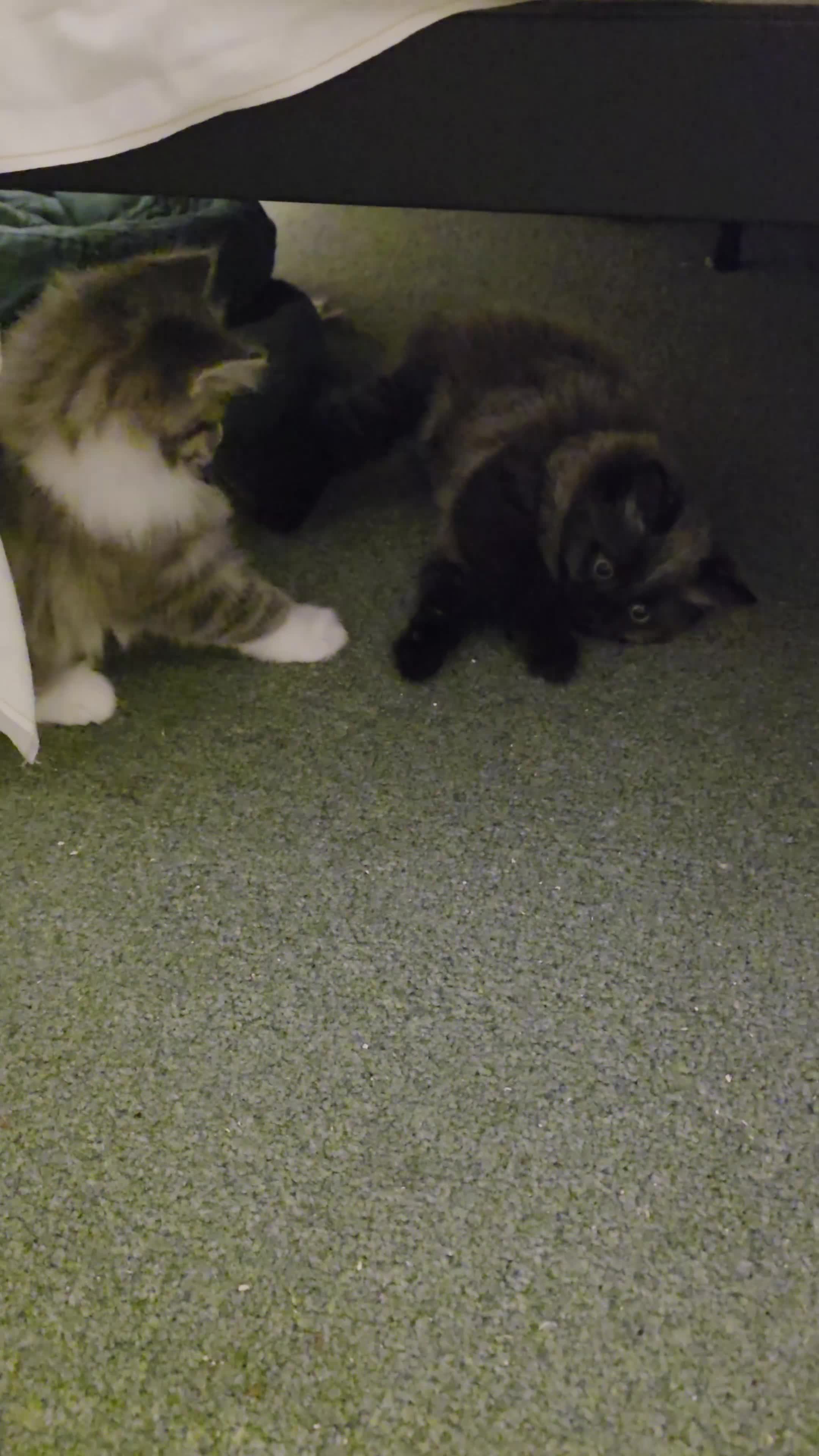 Mixed Breed cats for sale: British longhair mix kittens 2 boys in High Wycombe - Video 1