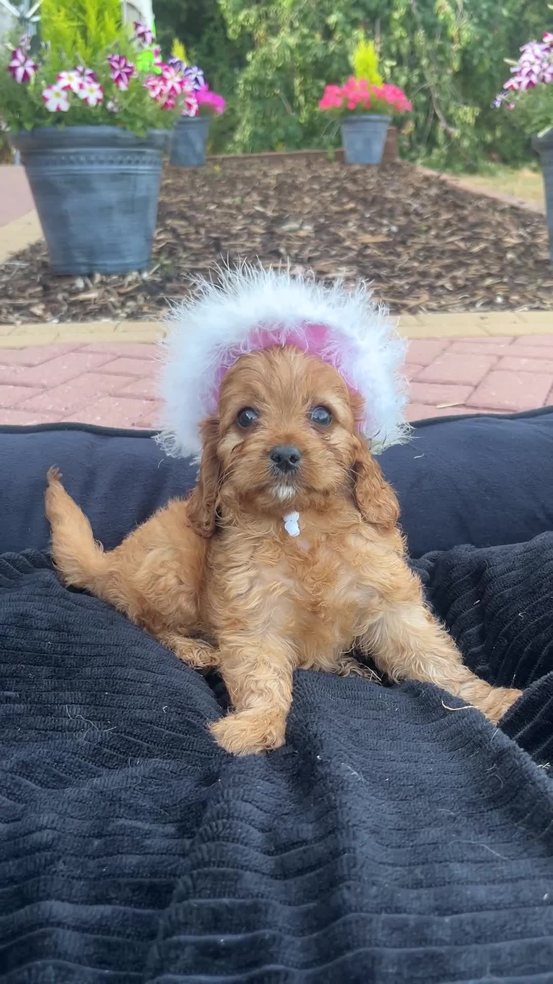 Cavapoo dogs for sale: F1 Cavapoos  - Video 1