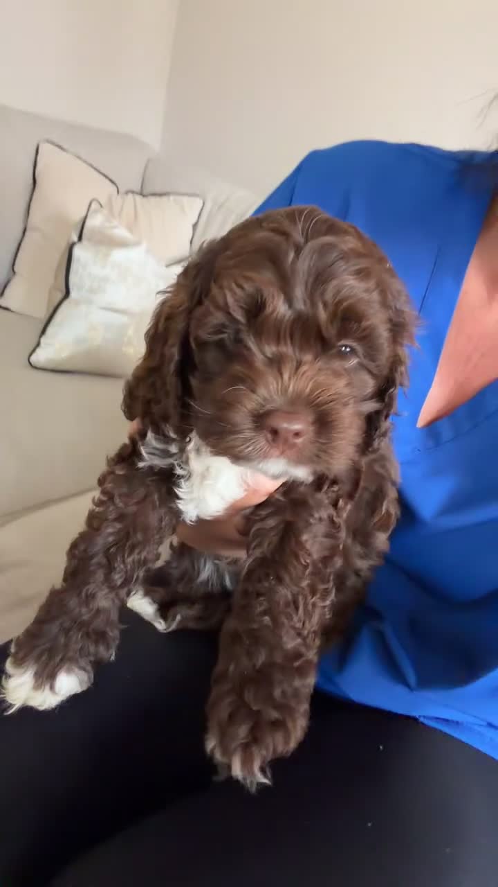 Cockapoo dogs for sale: Beautiful yankiepoo puppies - Video 1