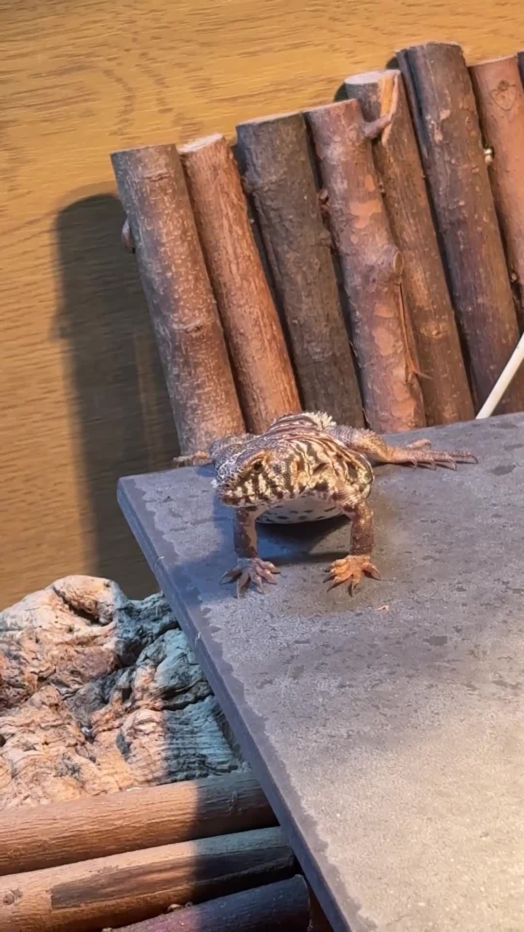 Lizard reptiles for sale: Uromastyx ornata in Southampton - Video 1