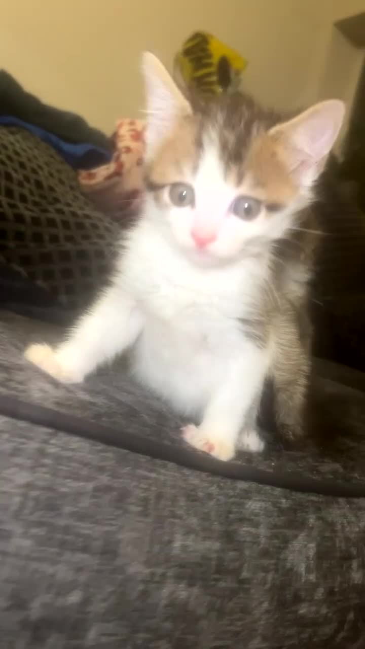 Mixed Breed cats for sale: 2 boys available  - Video 3